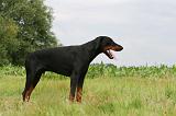 DOBERMANN 1283